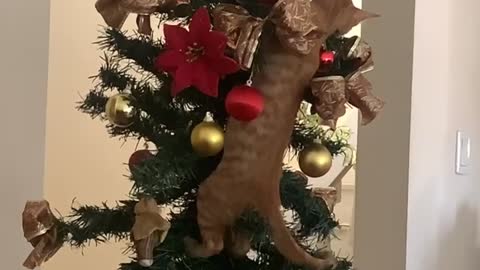 Cat Climbing Christmas Tree Pulls it Over