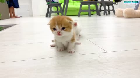 Kitten Willie teaches his sister to run