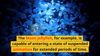 Are Jellyfish Immortal?