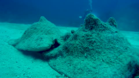 The Amazing Race of a Queen Conch