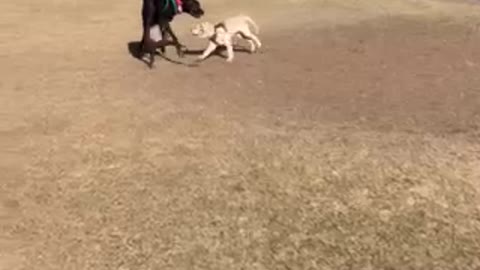 Great Dane Playing with 5-Month Old Golden at Park