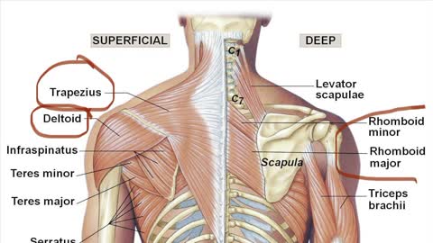 How to activate the upper back muscles whene peformimg a Chest Supported Row.