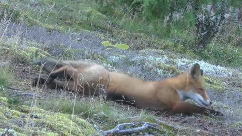 Red Fox - Behavior of animals