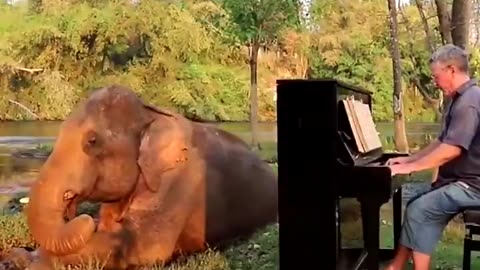 Paul Barton is a pianist who performs for blind and handicapped elephants