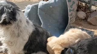 Annoying puppies