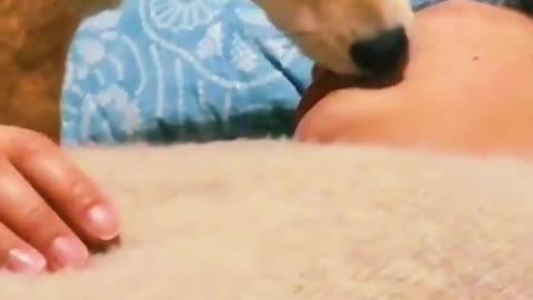 Dog licks and gives french kiss to sleeping owner