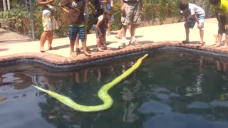 Snake in a Pool