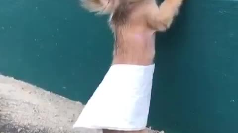 Funny and cute dog video