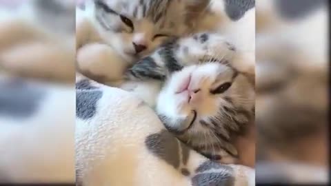 Baby Cats Cute and Funny Cat Videos Compilation Fantastic cats