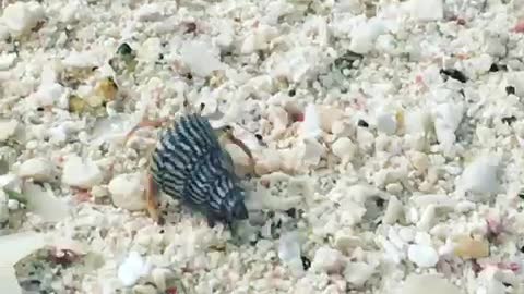 Hermit crabs love the beach