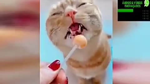CAT sucking lollipop