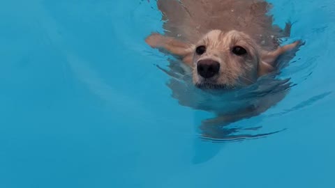 Pure cream. Dachshund's swimming.