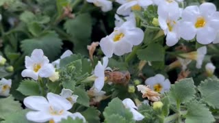 The Bees Picking Out Their Own Flowers