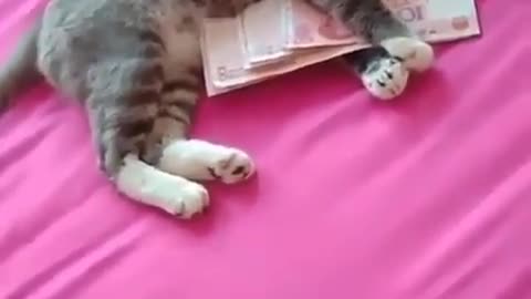 Even cats love money