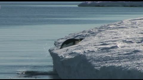 Antarctic winter sea-ice reaches record lows=GET NEWS