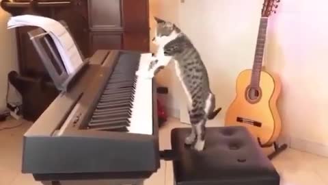 Cat takes anger on piano