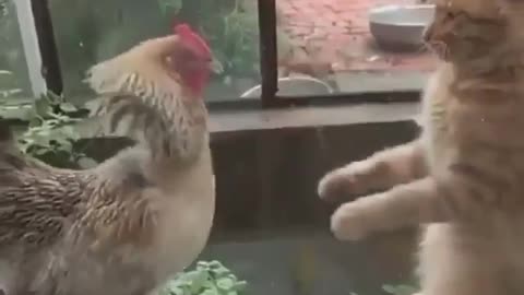Cock vs pussy Fight.