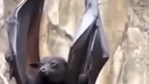 Bats with claws