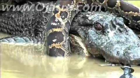 Python vs Alligator 01 Real Fight Python attacks Alligator