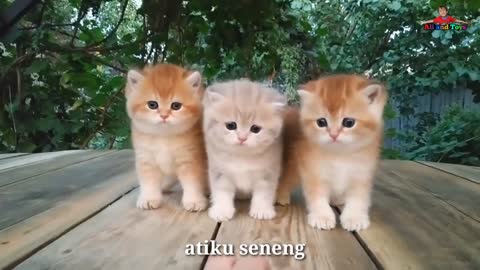 Popular Children's Songs | My cat is telu kabeh lemu lemu | cute cat meow meow