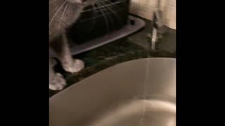 My cat is mesmerized by dripping sink