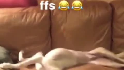 White dog laying down on sofa stretching