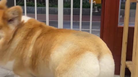 Amazing Moments with Big Dogs Heartwarming and Fun Clips