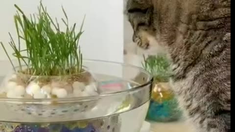 Try to eting fuuny cat fish drinking water