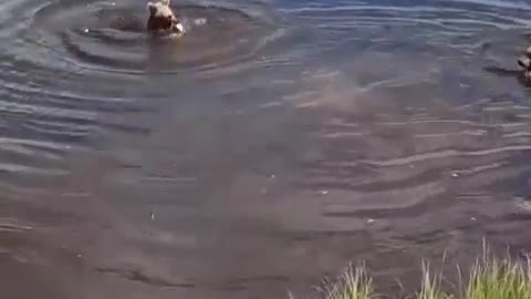 Bears swim in the pond