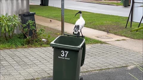 Bin Chicken