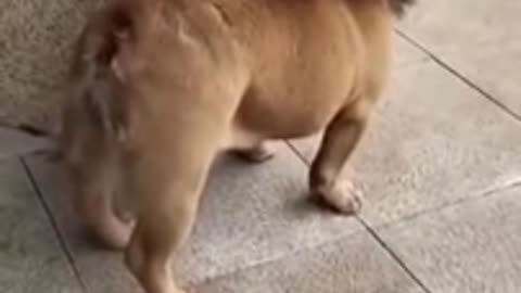 Funny dog video in lion