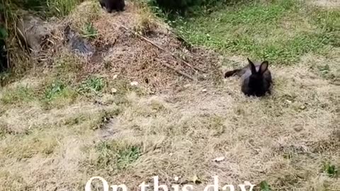 Rabbit's feeling