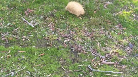 An Albino Echidna