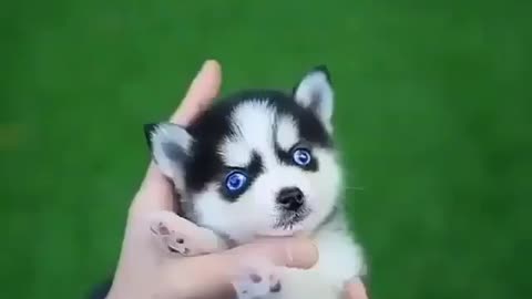 CUTIE HUSKY BABY AGES | So Sweet | Adorable