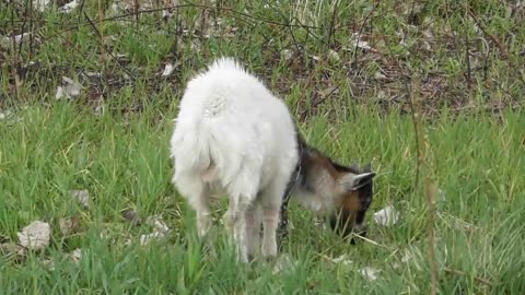 Kid Domestic Animal Nature Cute Field Farm