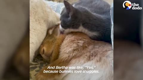 Rescued Bunny became my cat's bestfriend