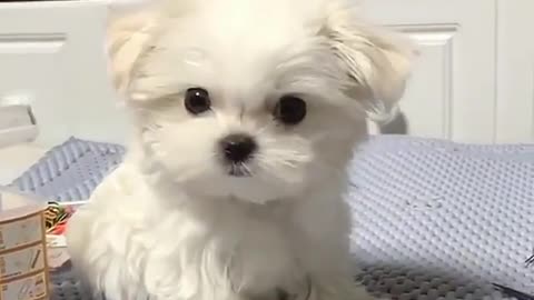 The snow-white dog stood on the bed.