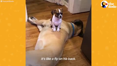 155-Pound Mastiff Falls In Love With His 5-Pound Chihuahua Sister