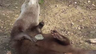 Graciosa nutria fascinada con las piedras