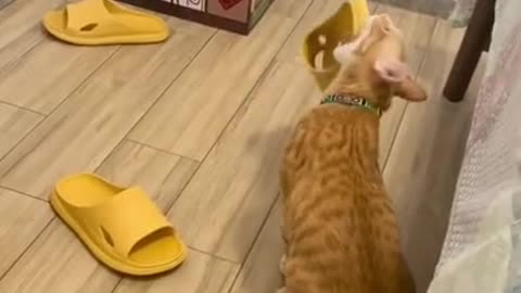 Most funny cat and dog videos/Best Funniest Animals🤣Videos de chats,chiens à mourir de rire