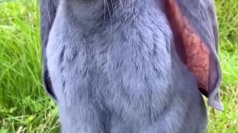 Say good morning to this adorable Rabbit ❤️