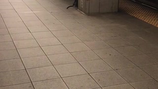 Black skinny jeans grey shirt dancing subway station platform