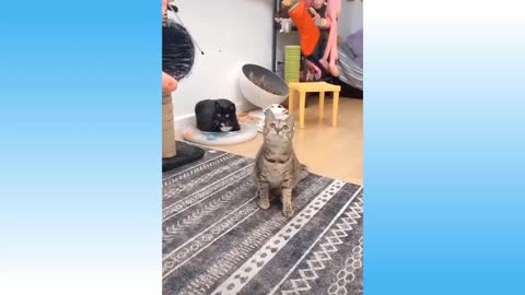 Very funny, a collection of videos of pets cats and dogs with the owner playing together