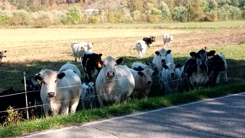 Cows causing a commotion | The Rural Outdoors