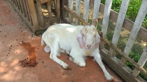 This goat is sitting there leisurely after eating