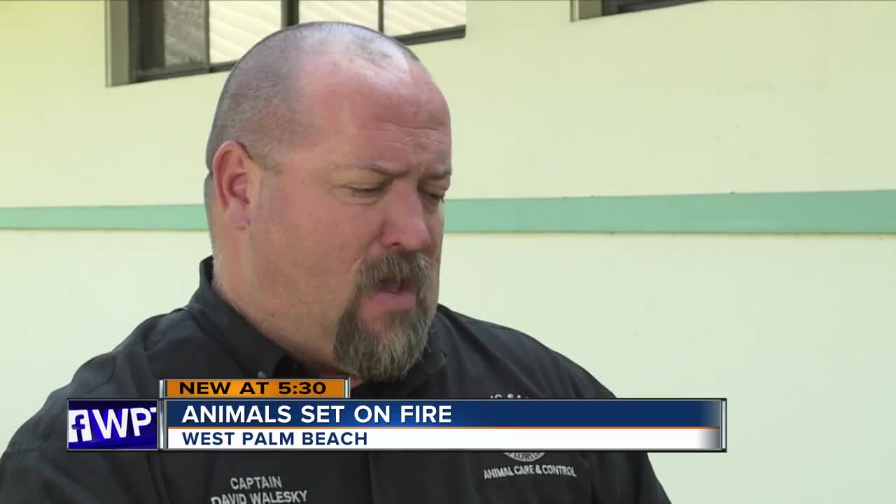 Animal Care and Control wants to know who set a pet carrier on fire with animals inside