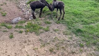 Baby Moose Visit My Front Yard
