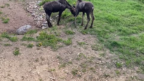 Baby Moose Visit My Front Yard