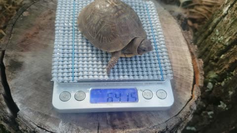 Weighing a Baby Box Turtle