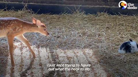 Baby Deer Only Takes Naps With Her Baby Bunny